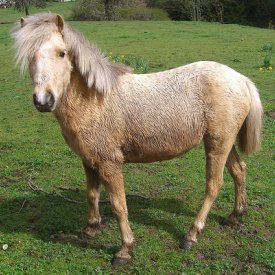 post all the ponies.jpg